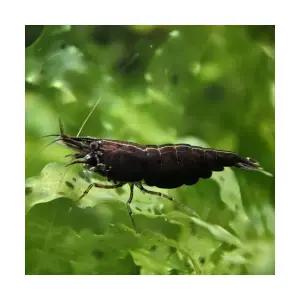 초콜릿 새우 (10마리)