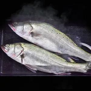 [굿야드] 국내산 반건조 민어 특대 5미 제수용 말린 생선 요리