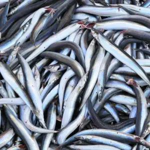 부드러워 뼈째먹는 국내산 제철 햇 양미리 도루묵 까나리 알배기 생물 반건조