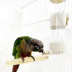 앵무새 콩알 급수기 200ml 앵무새 물통 용품