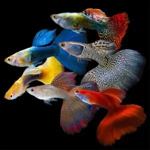 [행운수족관]고정구피, 브리딩 랜덤 구피 [수2+암3] 구피