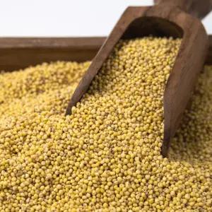 국산 찰기장 2kg 기장쌀 25년산 -[정성든농수산]