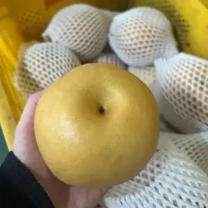 고당도 풍부한 과즙 천안 성환배 정품 5kg (5-7과) 벌크