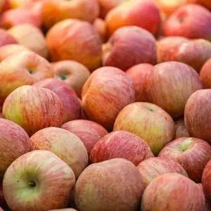 국내산 주스용 사과 랜덤 혼합과 10kg