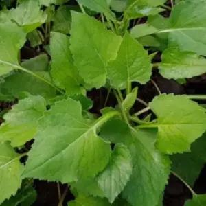 취나물씨앗 고산취나물 식물종자 국산취나물씨앗 고산나물씨앗 (WFJ79R9)