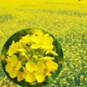 야생화꽃씨 정원 씨앗 야생화품종씨 정원용야생화 유채꽃씨앗 (WFJ7CQV)