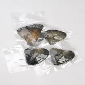 진주캐기 진주조개 보석 이색 키트 목걸이 체험 천연