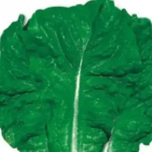 청치마상추종자 청치마씨앗 쌈채소씨 40g 상추씨앗 야채씨 (WFKBY6K)