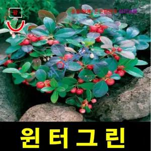 겨울의녹색 윈터그린 (스노우 베리) 씨앗5립야생화 야생화 화키우기 꽃앗 정원꾸미기 판매 종묘사 종자 희