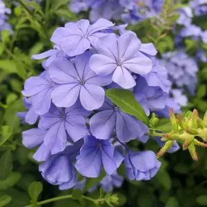 공모양 식물지지대 넝쿨 오벨리스크 지주대 1개