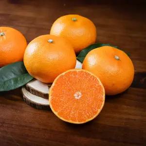 [롯데백화점]자연맛남 제주 고당도 천혜향 4.5kg (못난이/혼합과)