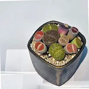 이삭 도자기 립토스모음- 생석화 강한매력 희귀다육