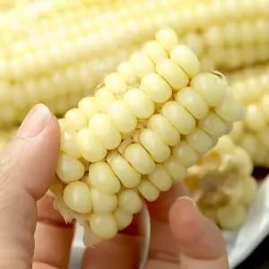 못난이 찐 냉동 대학찰옥수수 3-5입(350g 내외) 3봉/5봉