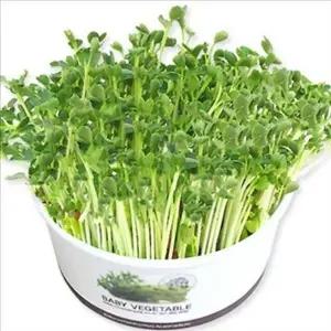 채소 새싹 재배 베이비 식물 키우기 씨앗 풀기 초보자 가드닝