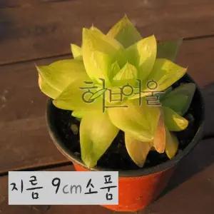 (다육) 경화금 (하월시아) 지름 9cm 소품 다육화분