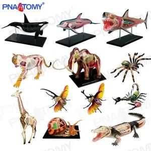 범고래 모델 해부학 동물 모형 뼈 수의학 교구