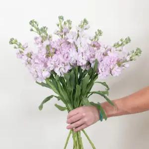 꽃 생화 랜덤꽃 스톡 생일 고백 위로 감사 출산 인테리어 실내 택배 정기구독 사랑의 맹세