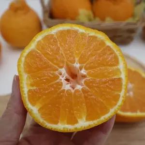 담은농가 제주 고당도 산지직송 정품 한라봉 중과 10kg (가정용)