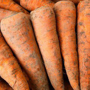 제주 구좌 당근 햇 흙당근 10kg(중)