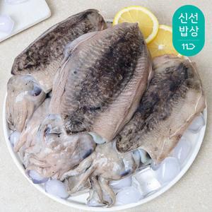 국내산 생물 갑오징어 대사이즈 1kg(2~3미)
