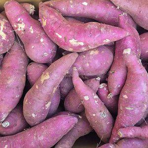 [흙이음] 세척 꿀밤고구마 5kg