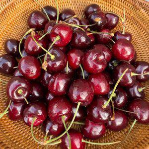 [흙이음] 칠레산 생 체리 9.5R (특대) 1kg + 1kg / 28mm