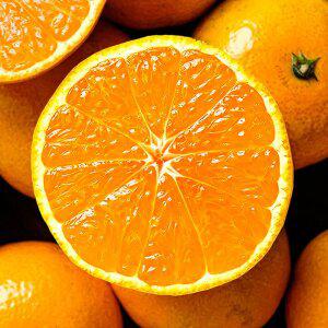 제주 서귀포 노지감귤 4.5kg 꼬마소과