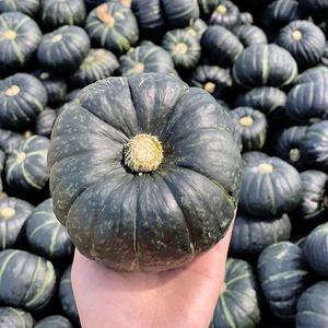 [전청프레시] 국내산 고당도 미니 단호박 밤호박