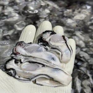 당일조업 산지 통영 생굴 2kg (1kgx2팩) 햇굴 겨울 보양식 깔끔 손질 세척 최상급 깐