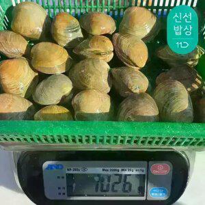 해감 생물 백상합(백합/생합/상합) 대 1kg+1kg (총 40~50미 내외)