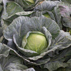 아삭 달달한 국내산 양배추 5kg 3통 내외