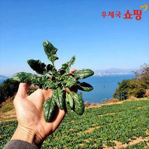 [우체국쇼핑] 남해 보물초 노지 시금치 1kg 2kg