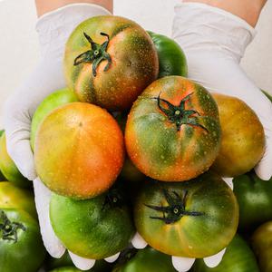 당일작업 부산 대저 짭짤이 토마토 특품 S-2S과 2.5kg