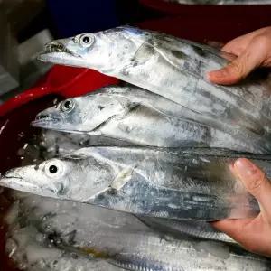 [롯데백화점]제주피셔스마켓 한번도 얼리지 않은 제주생물 은갈치(500g X 6마리, 총 3Kg)