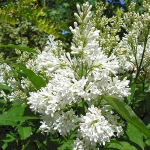 프레스토니아 향수라일락나무 묘목 2년생 P9포트묘 레드와인 미스캐나다 미뉴에트 아그네스스미스 버추얼바이올렛