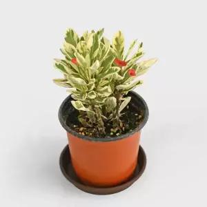 황금 꽃기린 소형 다육 선인장 고급 희귀 식물 사계절 모종