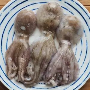 당일 조업한 싱싱한 동해안 프리미엄 발문어(낙지) 대 500g 1-3미