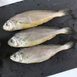 제주 참조기 (중) 10마리(2팩)