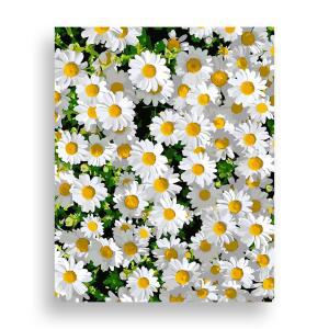 위메이크 페인팅 DIY 명화그리기 데이지 40x50