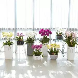 개업화분 동양란 서양란 동양난 서양난 승진 선물 축하 화환 취임 영전 꽃배달