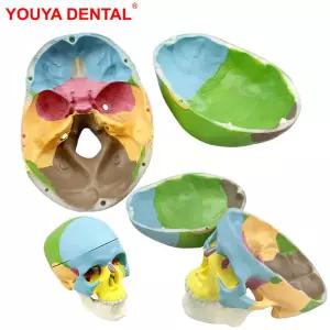 치과 두개골 해골 모델 치과 3D 의학 해부학 해부학 머리 해골 학습 교육 데모용