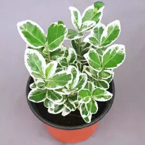 실내에서 키우기쉬운 은사철 화분 공기정화식물 다육 은사철 좋은 다육 화분 청정 예쁜 실내에서 식물 공기