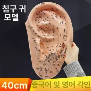 40cm 대형 귀 모형 교육 혈자리 피규어 교육용 궁중팬 해부학 40cm 중국어 귀 모델