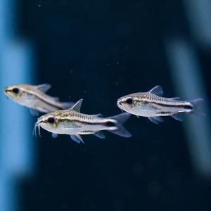 열대어 관상어 청소물고기 / 코리도라스 피그메우스 [5마리]