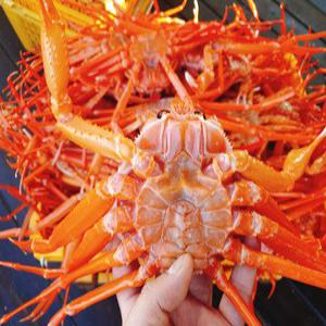 울진 후포리 자숙 홍게 산지직송 프리미엄 대게 붉은 게 수율보장 수산물 3.5kg