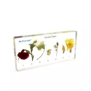 자연관찰 블록 7종 화관 꽃부리표본 중등과학 한살이 모형 초등