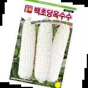 씨 단맛 큰이삭 백초당 옥수수 씨앗 옥수수종자