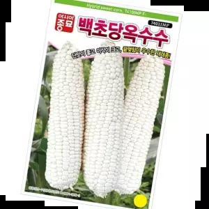 종묘 단맛 큰이삭 백초당 옥수수 씨앗 옥수수종자