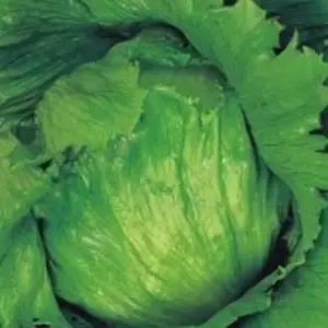 양상추 씨앗 40g 상추 모종 작물 재배 텃밭 정원 싱가포르 시드 파종 농업 원예 도구