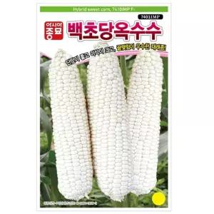 종자 단맛 큰이삭 백초당 옥수수 씨앗 옥수수종자